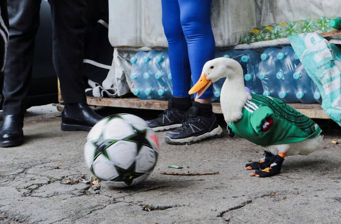 FIFA VM -VM-feber: Mexico-maskot nægtet adgang til kamp